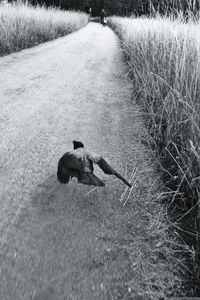 Road in field