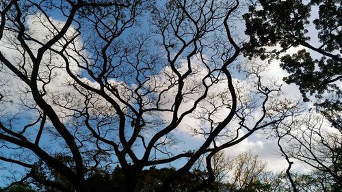 Low angle view of trees against clear sky