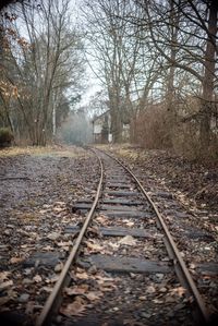 Surface level of railroad track in forest