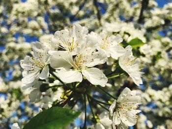 Close-up of white cherry blossoms