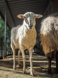 Portrait of sheep looking at camera 