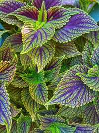 High angle view of green leaves