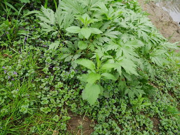 Plants growing on a tree