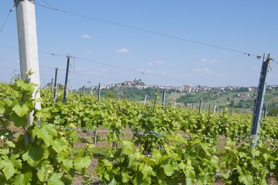 View of vineyard against sky