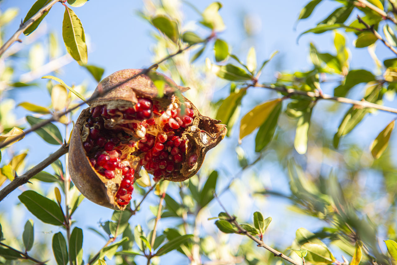 LOW ANGLE VIEW OF BERRIES ON TREE