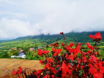 Red flowering plants on field against sky