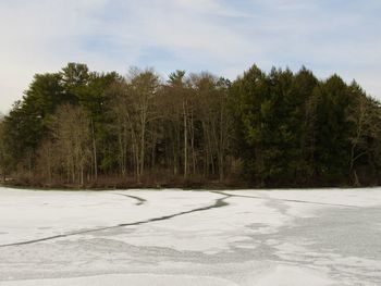 Trees on snow covered land against sky