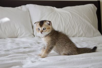 Portrait of scottish fold kitten 