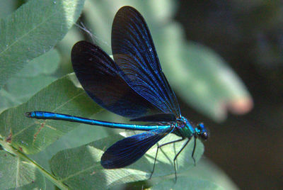 Close-up of plant