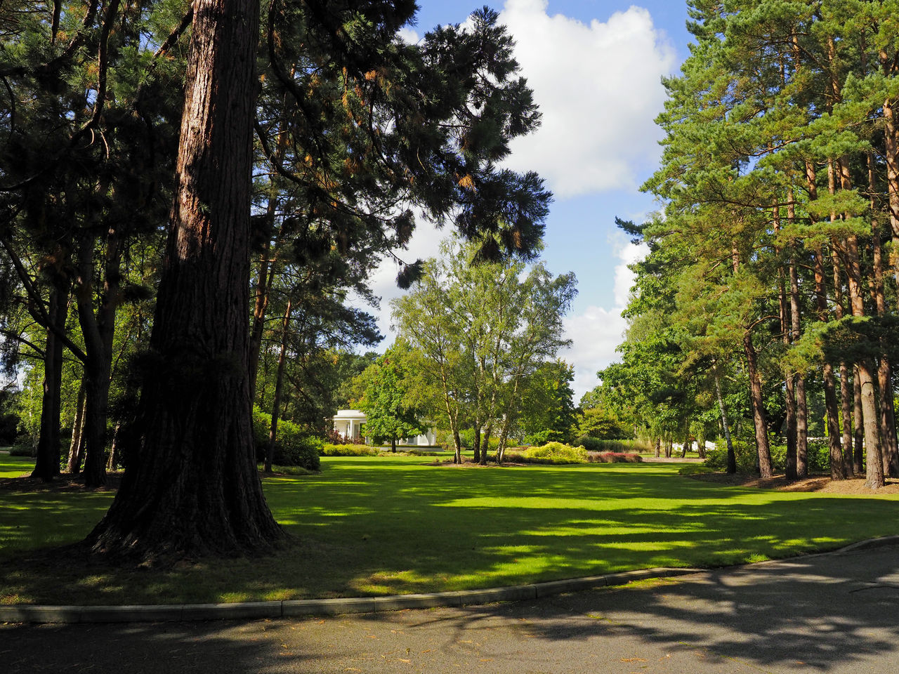 TREES AND PLANTS IN PARK