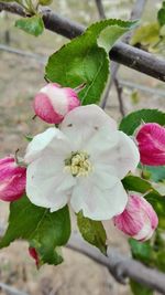 Close-up of pink cherry blossom