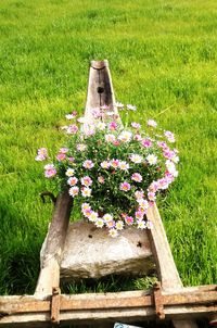 Plants growing on field