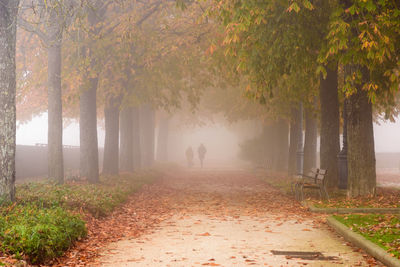 People walking on footpath amidst trees in foggy weather at park