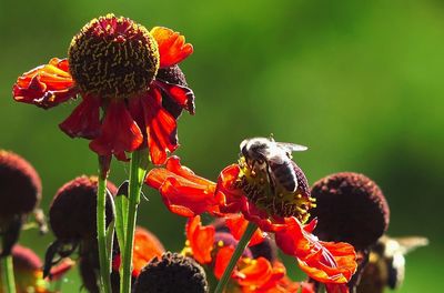 Close-up of bee on sunflower