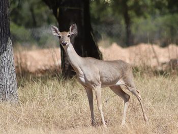 Deer near our niece's home near austin tx.. sadly being displaced by construction.