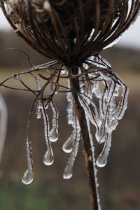 Close-up of frozen plant