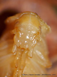 Close-up of mushroom