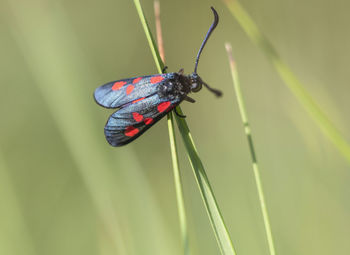 Close-up of insect on plant