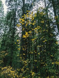 View of flowering trees in forest