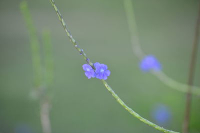 Close-up of plant growing outdoors