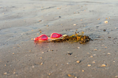 Close-up of small crab on beach