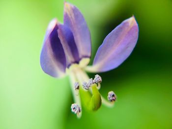 Close-up of purple flowering plant