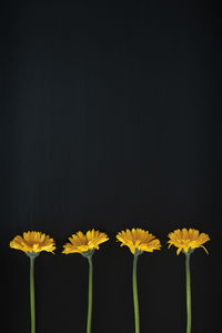 Close-up of yellow flowering plant against black background