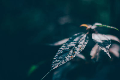 Close-up of plant against blurred background