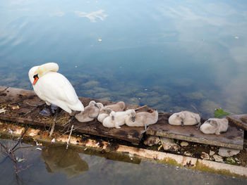 High angle view of swan family by water