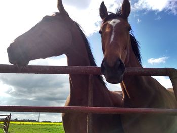 Horse in ranch against sky