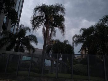 Low angle view of palm trees against sky