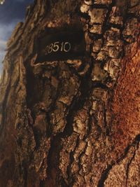 Close-up of text on tree trunk