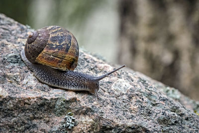 Close-up of snail on rock