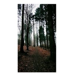 Trees against clear sky