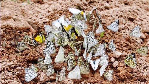 High angle view of butterfly on flowers