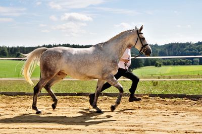 Horse standing on field against sky