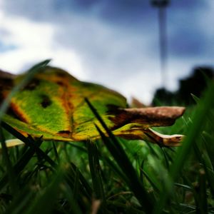 Close-up of grass growing on field against cloudy sky