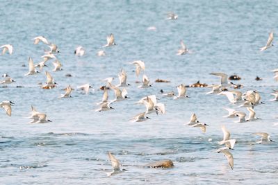 Birds flying over lake