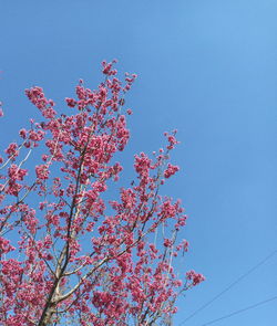 Low angle view of cherry blossom against blue sky