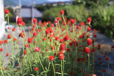 Close-up of red flowering plants on field