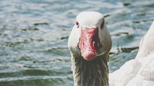 Close-up of birds in water