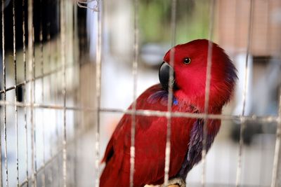 Close-up of a bird in cage