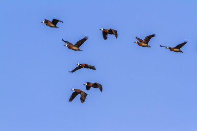 Low angle view of birds flying