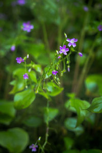 Close-up of purple flowers growing on plant