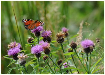 Close-up of insect on purple flowers