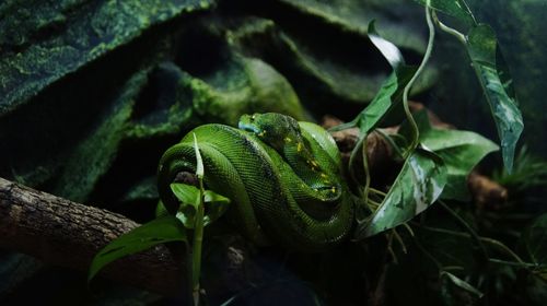 Close-up of lizard on leaf