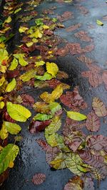 High angle view of fallen autumn leaves in water