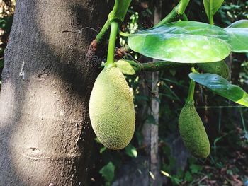 Close-up of fruit on tree