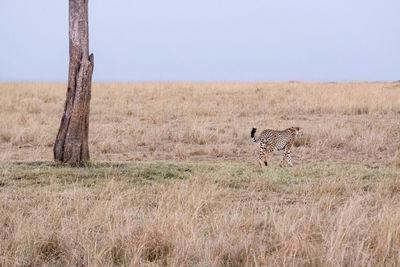 Cheetah stands