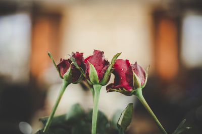 Close-up of rose plant